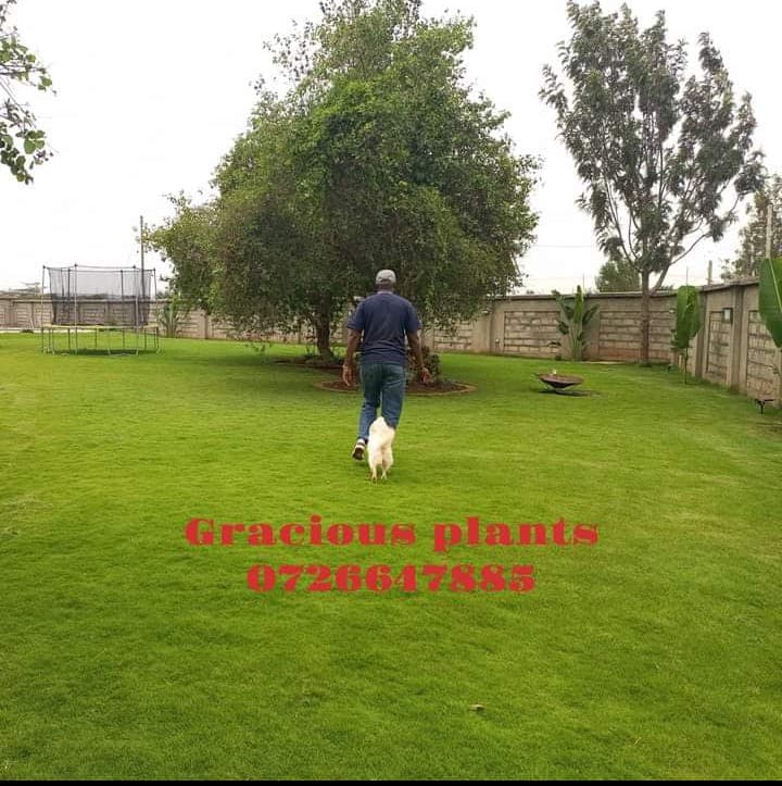 Planting & Ongoing Garden Maintenance - Image 12