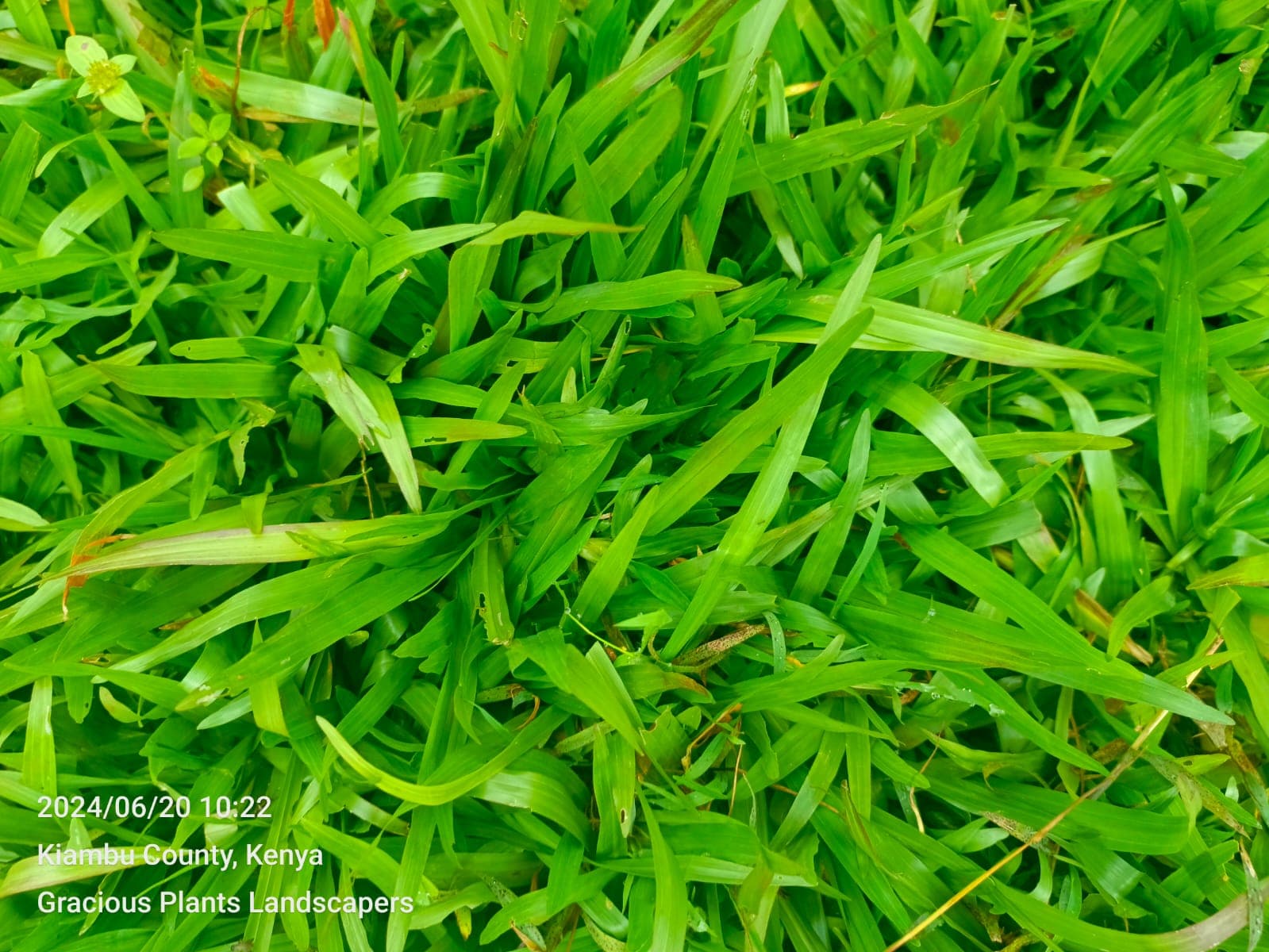 Planting & Ongoing Garden Maintenance - Image 14