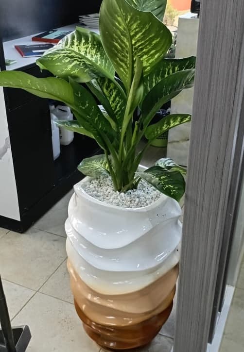 Ornamental Plants Installation - Image 7