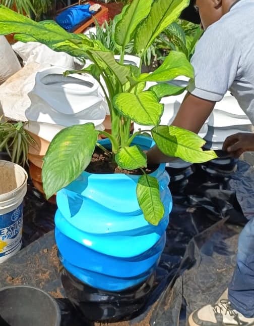 Ornamental Plants Installation - Image 9