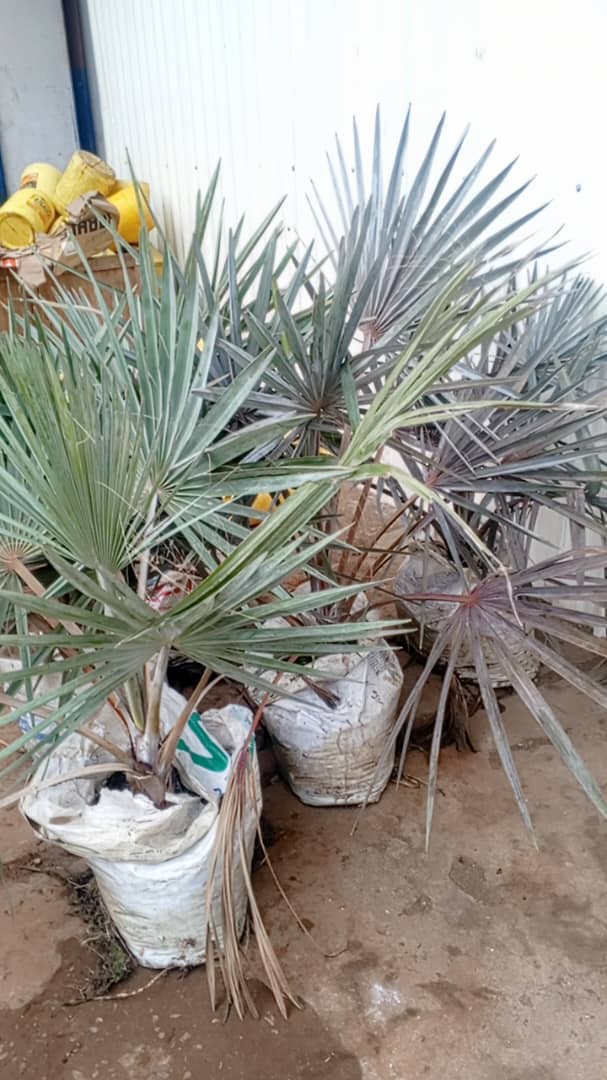 Ornamental Plants Installation - Image 12