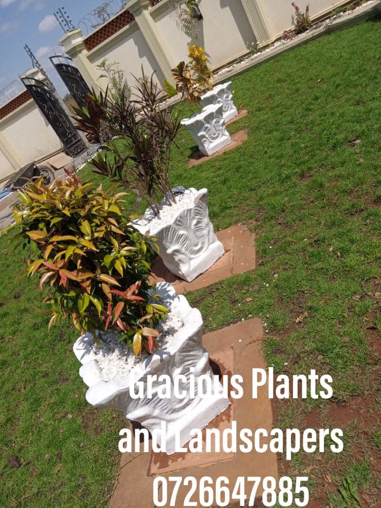 Planting & Ongoing Garden Maintenance - Image 23
