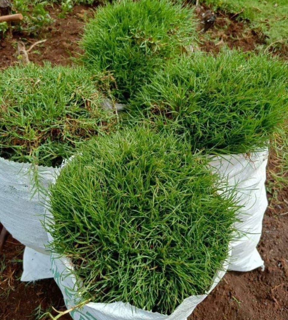 Planting & Ongoing Garden Maintenance - Image 4