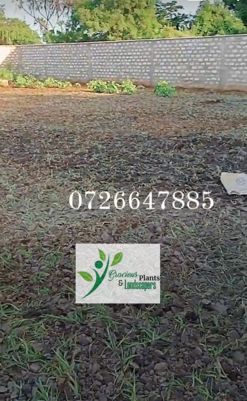 Planting & Ongoing Garden Maintenance - Image 34