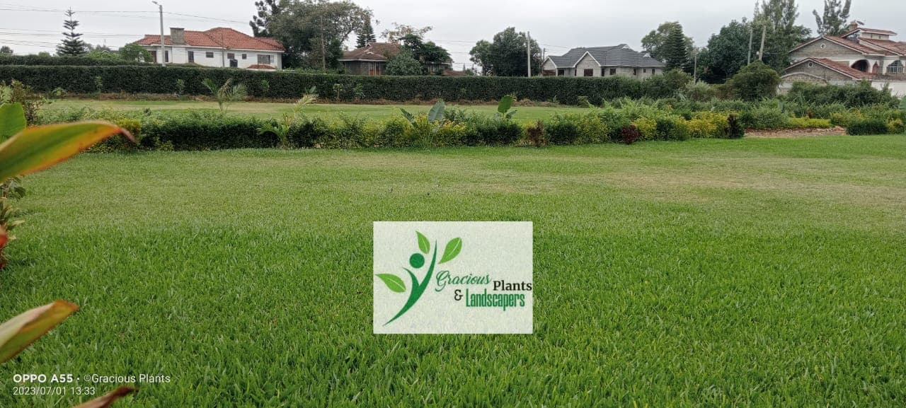 Planting & Ongoing Garden Maintenance - Image 35
