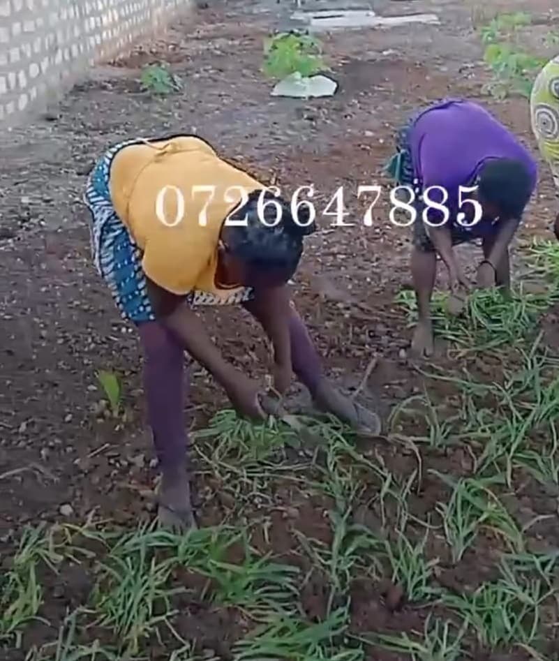 Planting & Ongoing Garden Maintenance - Image 8