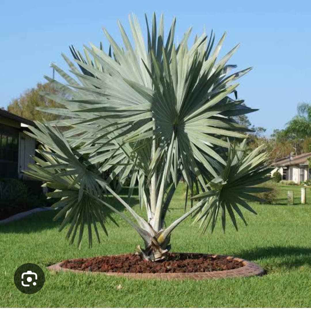 Planting & Garden Maintenance