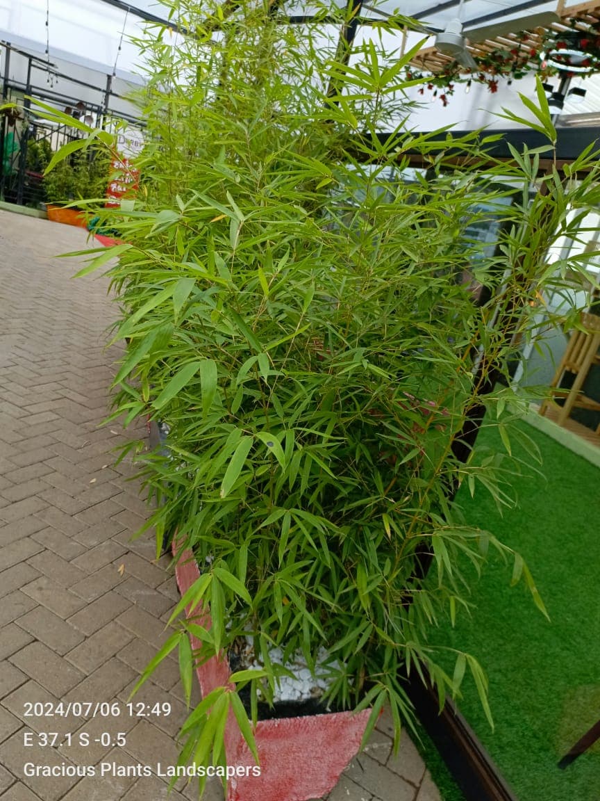Ornamental Plants Installation - Image 1