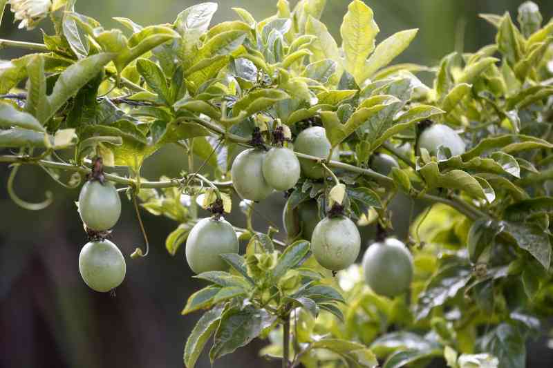 Granadilla Passion
