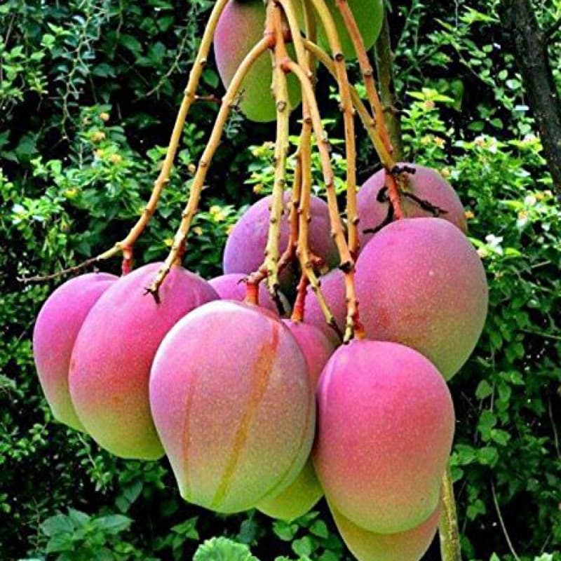 Grafted Apple Mangoes