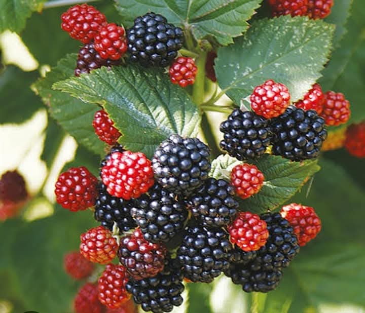 Blackberries