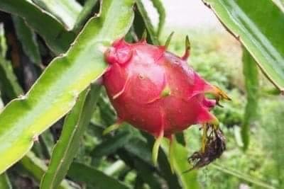 Dragon Fruits