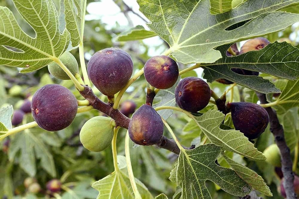 Fig Fruit