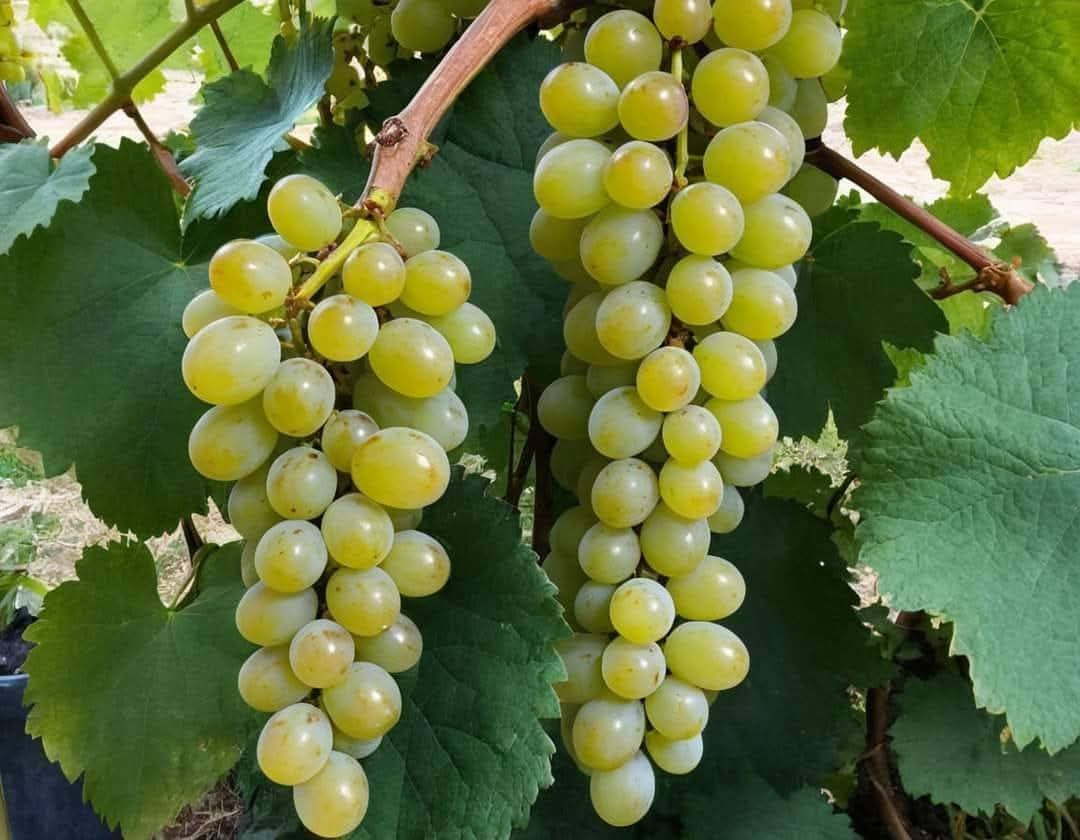Green Grapes