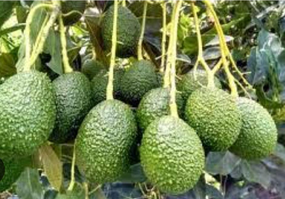 Grafted Hass Avocados