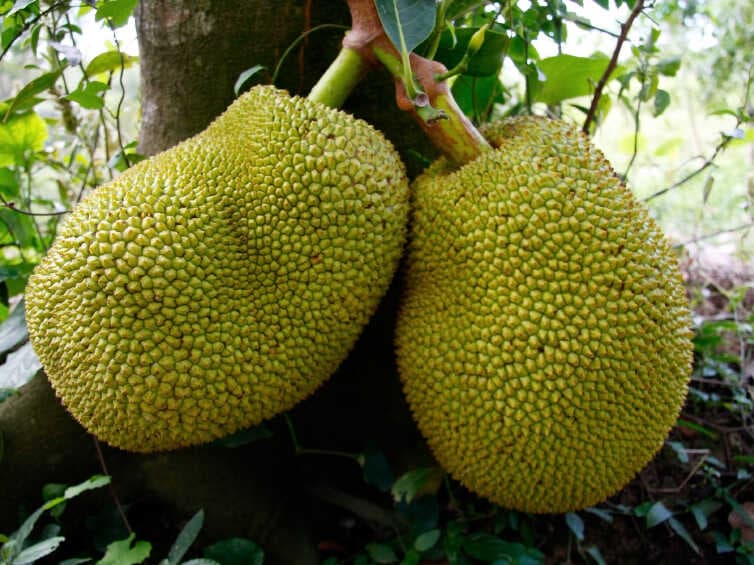 Jackfruits