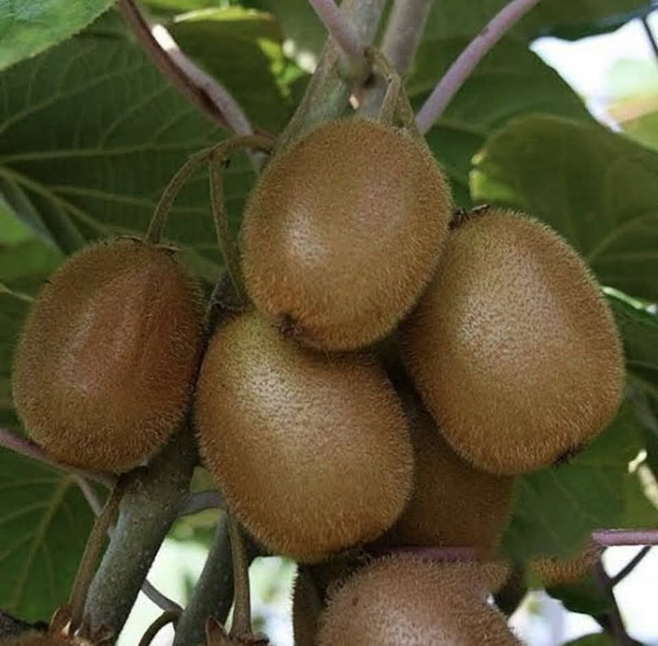 Kiwi
