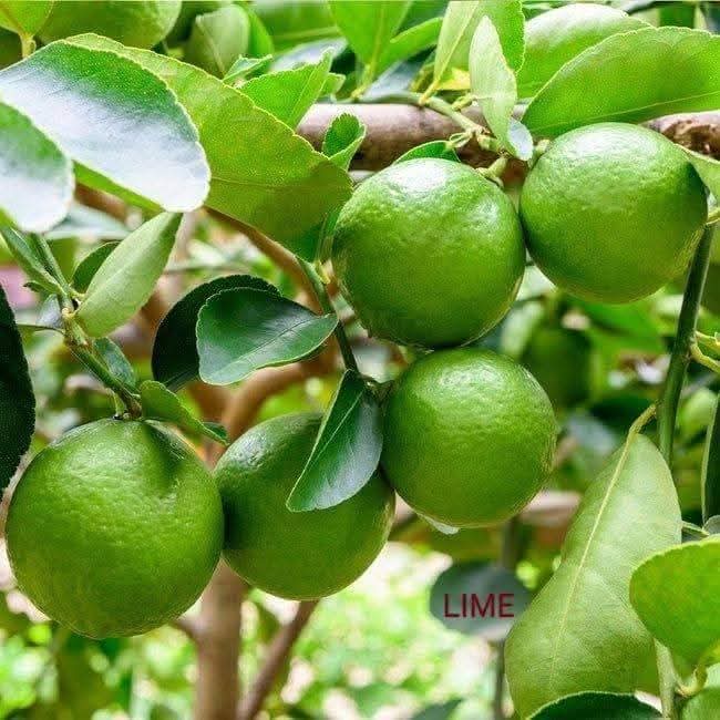Grafted Lime