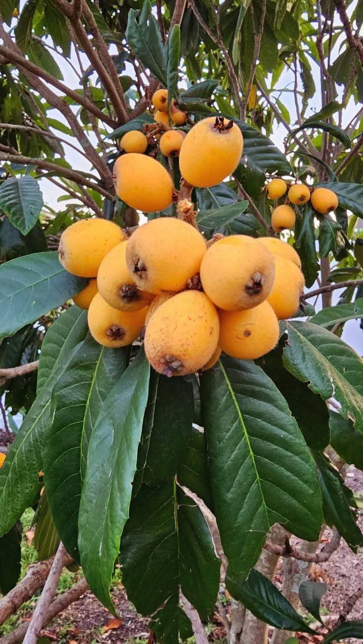 Loquats