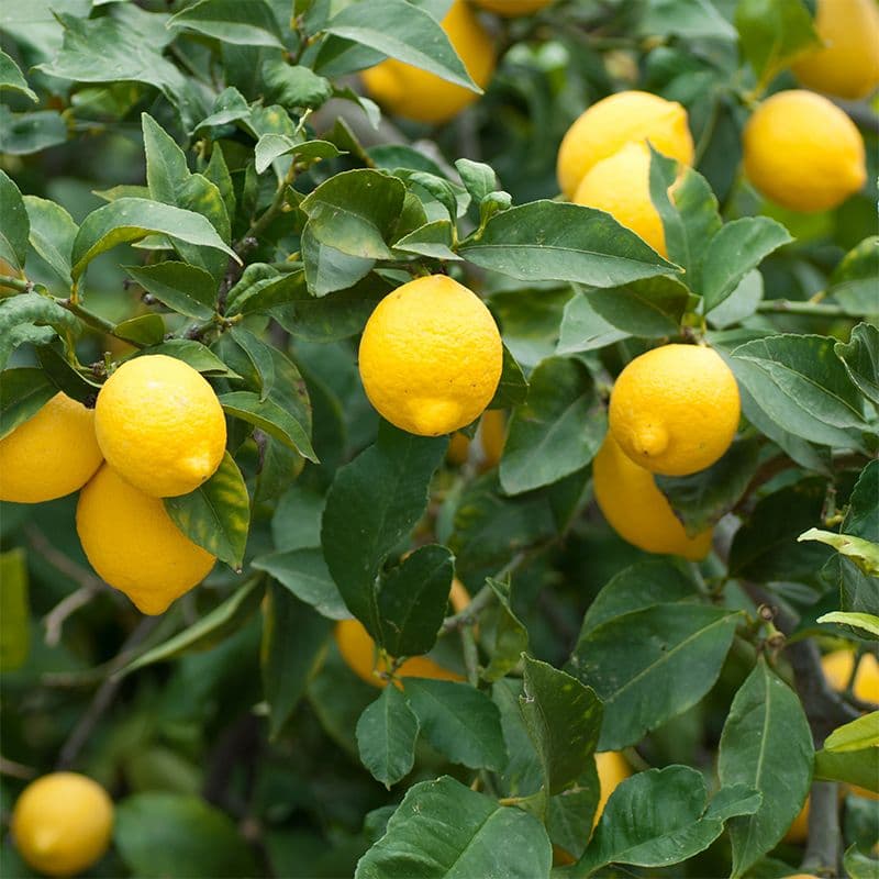 Grafted Meyer Lemon