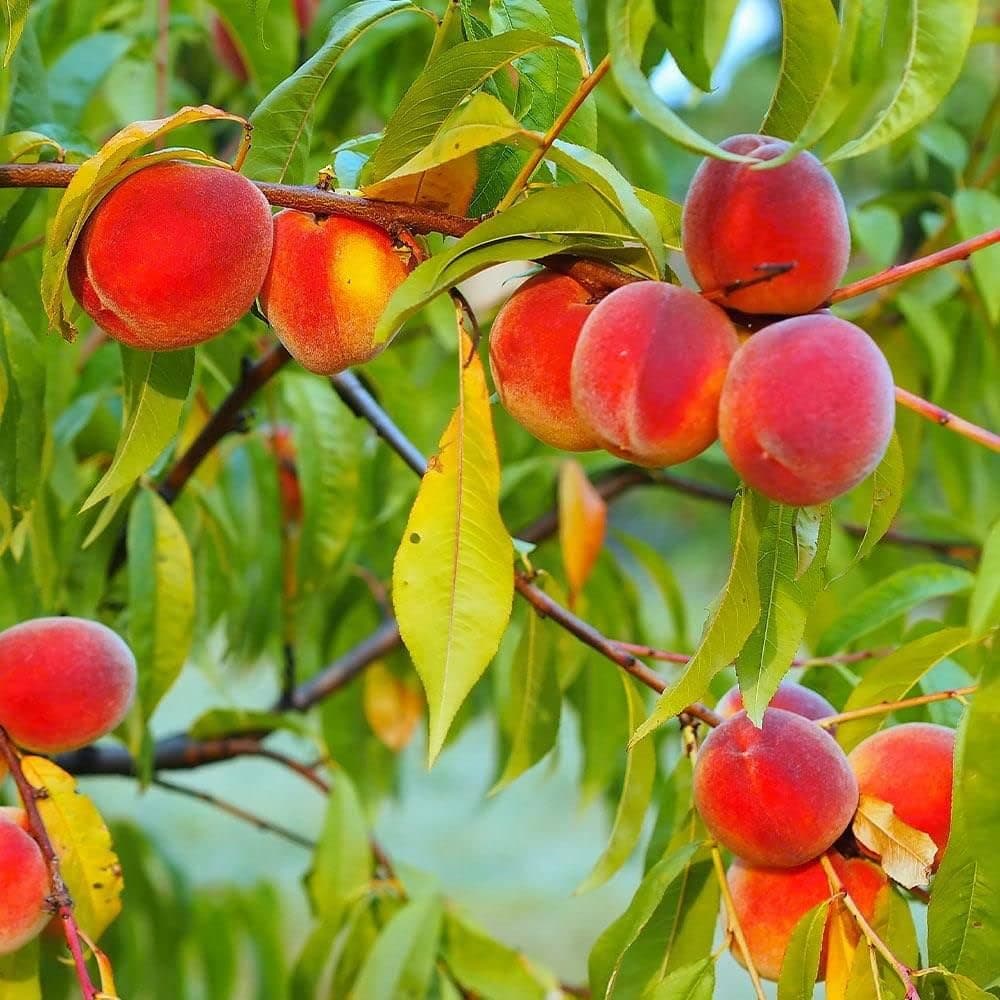 Peaches