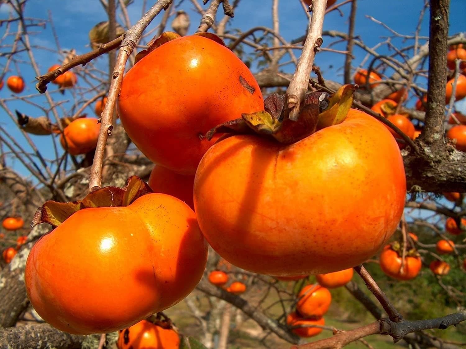 Persimmon Khaki