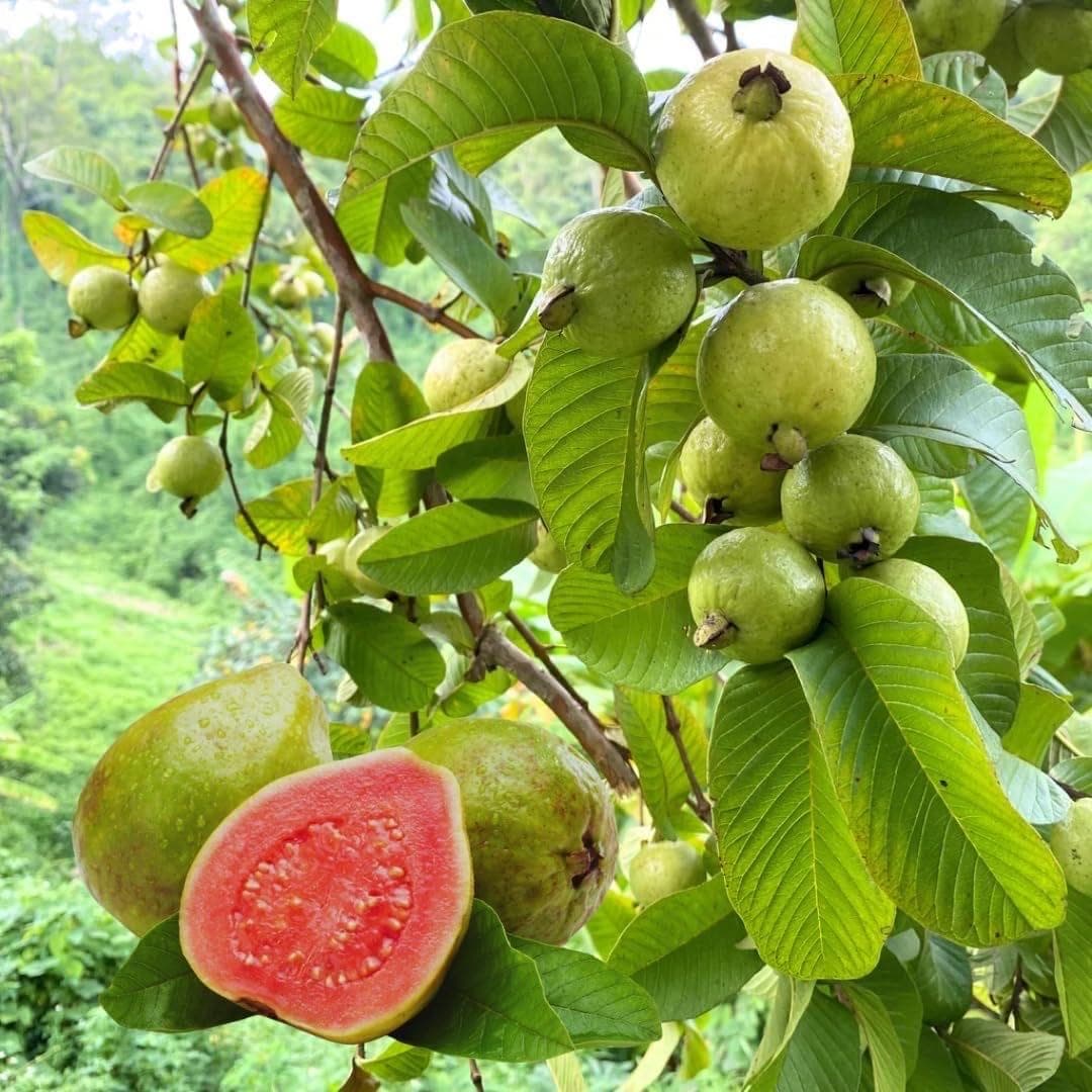 Pink Guava