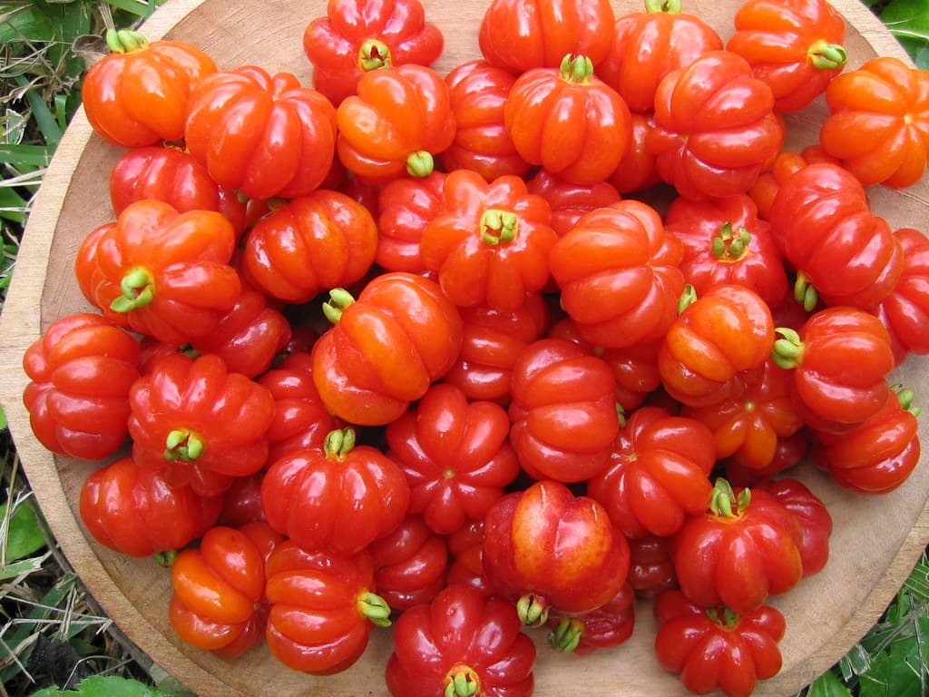 Pitango Cherry