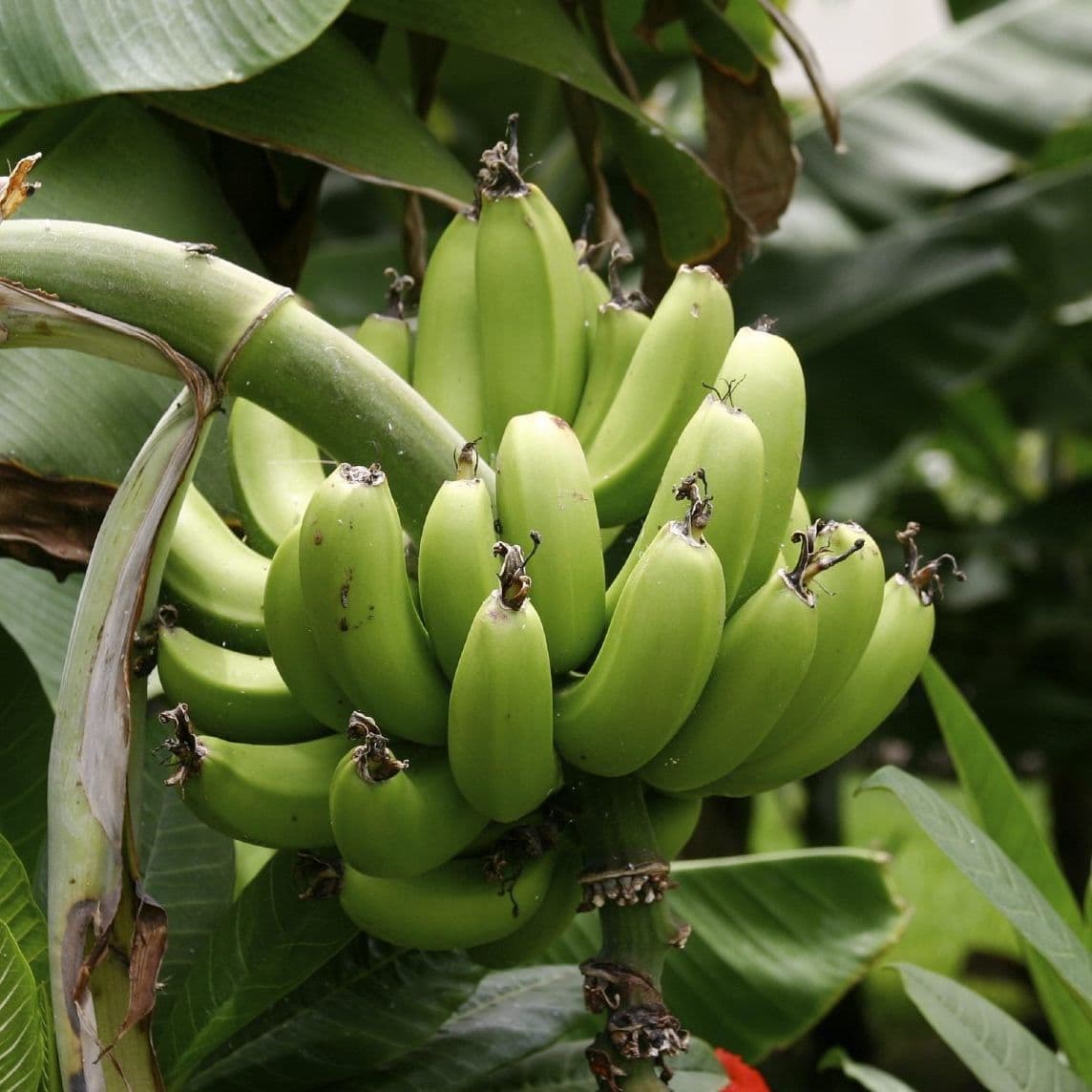 Plantains