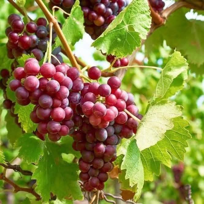 Red Grapes