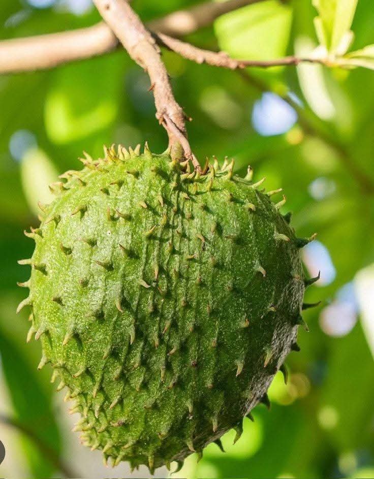 Soursop