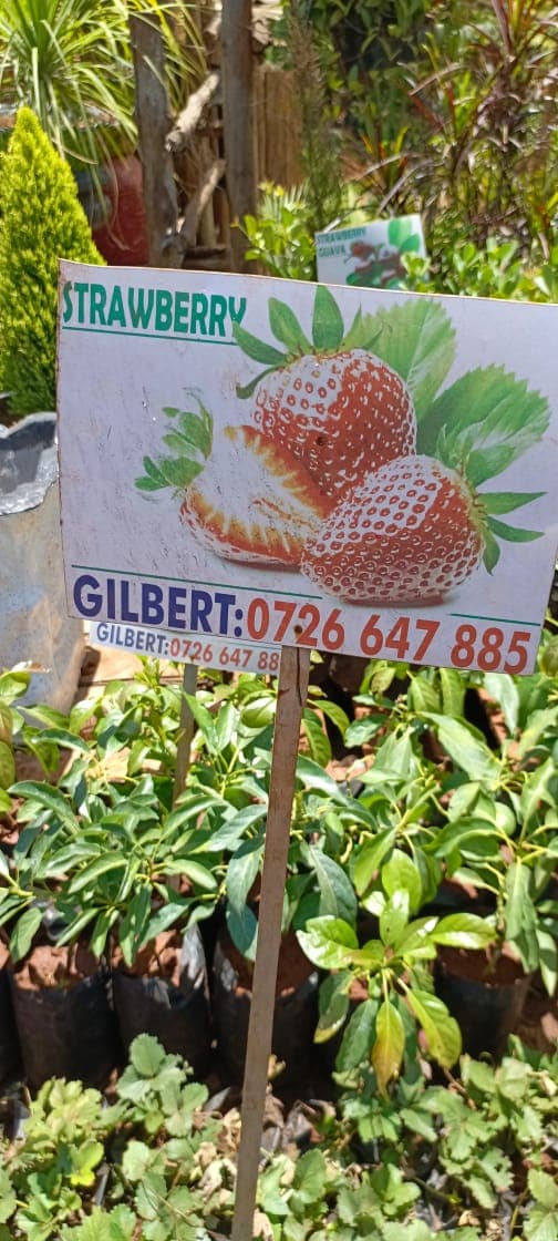 Strawberry Chandler