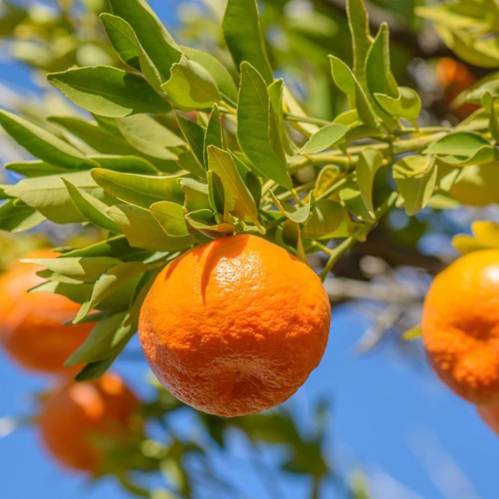 Grafted Tangerines