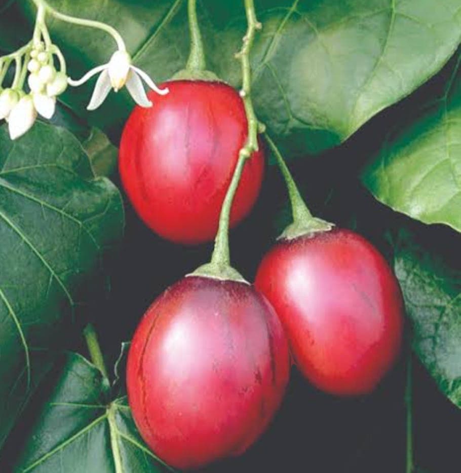 Ribenna/Tree Tomato
