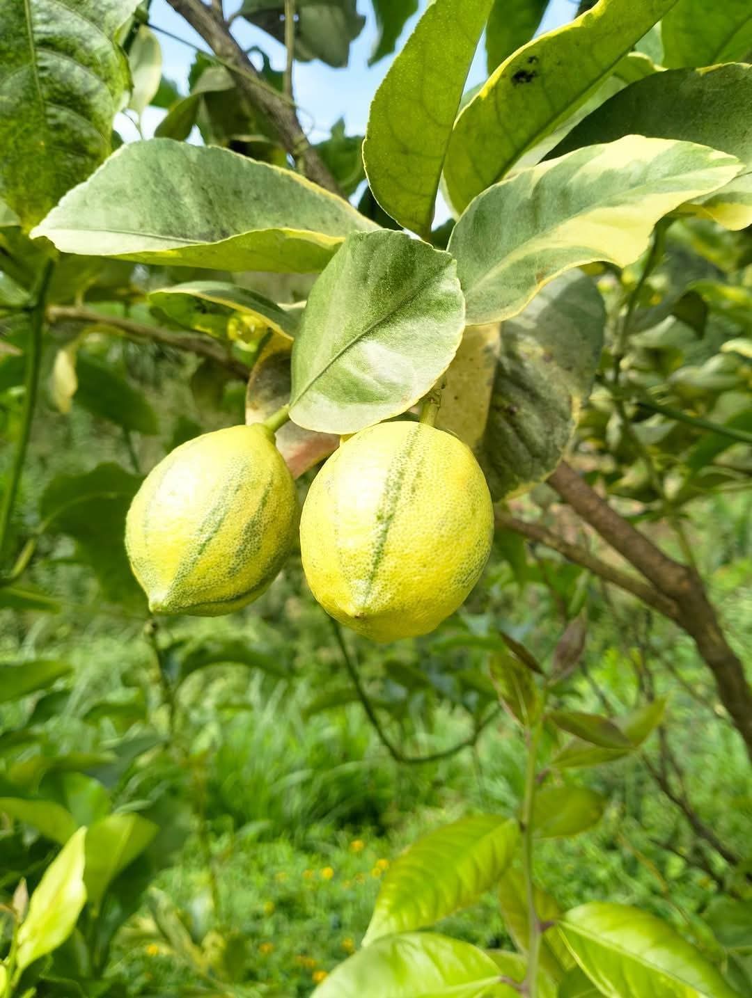 Grafted Variegated Lemon