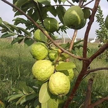 White Guava