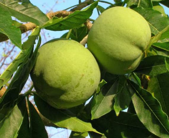 White Sapote